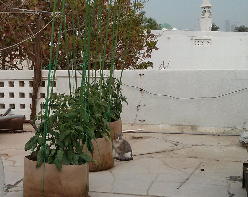  photo Jan132013wstraycat.jpg